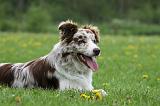BORDER COLLIE 1002